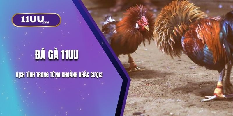 Đá Gà 11UU - Kịch Tính Trong Từng Khoảnh Khắc Cược!