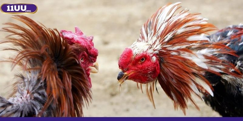 Vì sao các thành viên vô cùng yêu thích sảnh game này